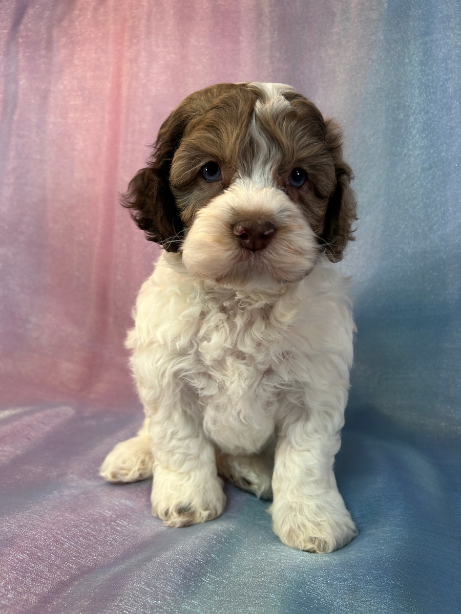 Female F1 Merle Cockapoo Puppy for Sale DOB 3-2-2025 $950